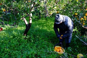 Ein Arbeiter erntet Orangen. Foto: FCEI Ein Arbeiter erntet Orangen.