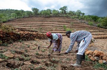 Gift Dirani (65) und seine Frau Evelyn (61) leben mit Kindern und drei Enkelkindern auf ihrem Hof in Nyanyadzi, Chimanimani an der Ostgrenze Simbabwes. Die Region hat eine schwere Dürre erlebt und ist vom Klimawandel stark betroffen. Foto: Karin Schermbrucker/Brot für die Welt